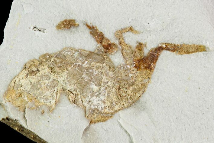 Partial Fossil Pea Crab (Pinnixa) From California - Miocene #105020